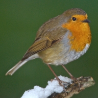 Robin